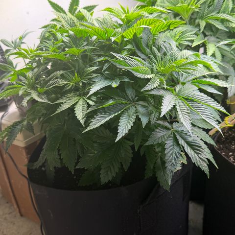 Biggie growlog timeline photo