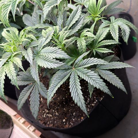 Mystery  growlog timeline photo