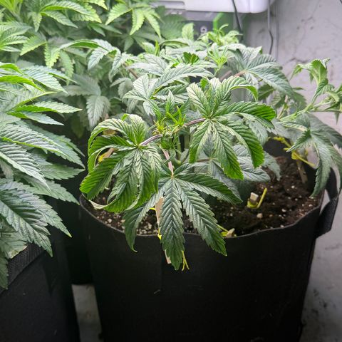 Mystery  growlog timeline photo