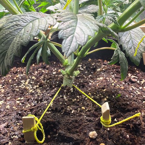 Mystery  growlog timeline photo