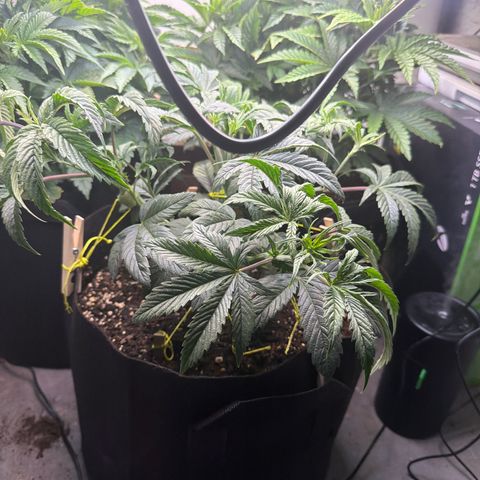 Mystery  growlog timeline photo