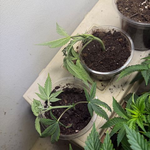 Biggie growlog timeline photo
