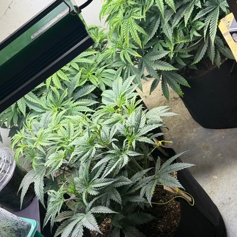 Biggie growlog timeline photo
