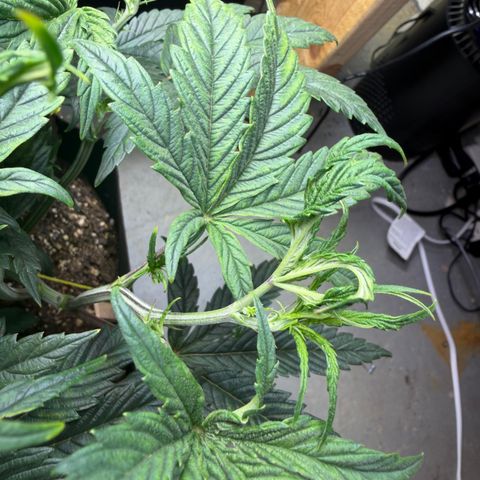 Biggie growlog timeline photo