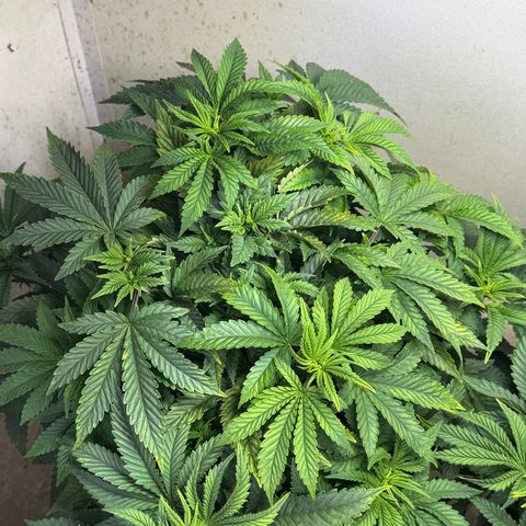 Biggie growlog timeline photo
