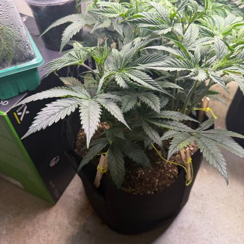 Biggie growlog timeline photo