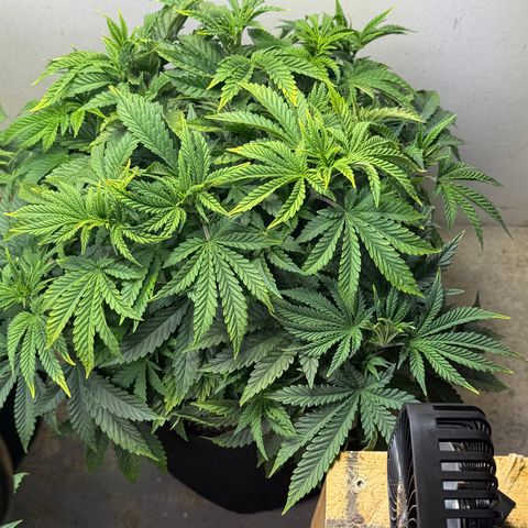 Biggie growlog timeline photo