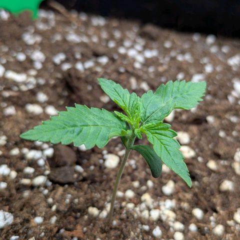 Bruce Banner Auto growlog timeline photo