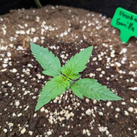 Strawberry Gorilla Auto growlog timeline photo