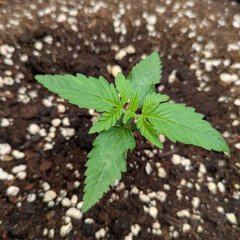 Bruce Banner Auto growlog timeline photo