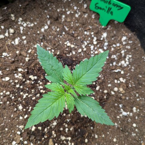 Strawberry Gorilla Auto growlog timeline photo