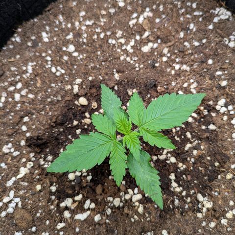 Bruce Banner Auto growlog timeline photo