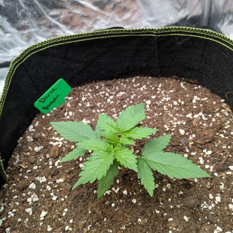 Bruce Banner Auto growlog timeline photo