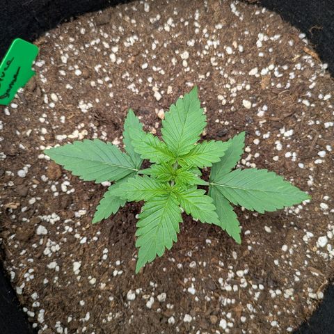 Bruce Banner Auto growlog timeline photo