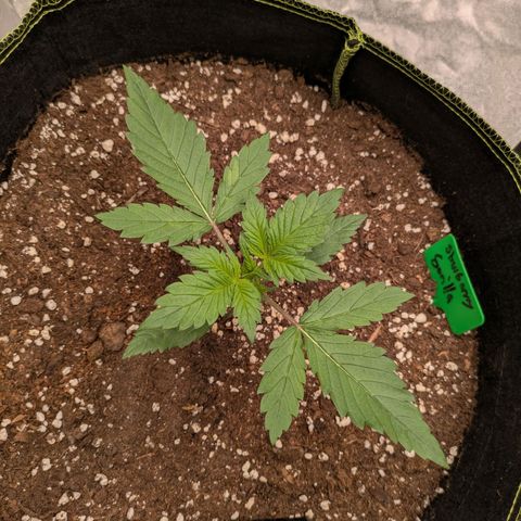 Strawberry Gorilla Auto growlog timeline photo