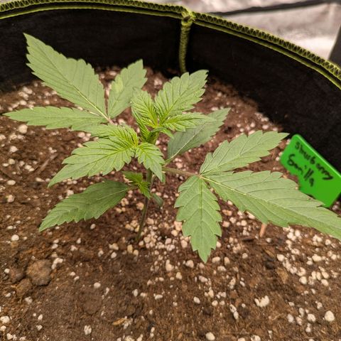 Strawberry Gorilla Auto growlog timeline photo