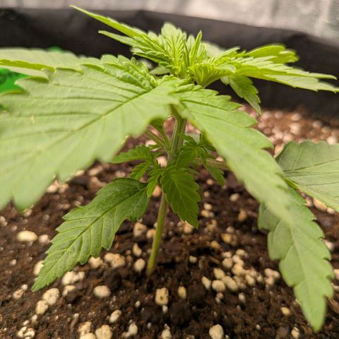 Bruce Banner Auto growlog timeline photo