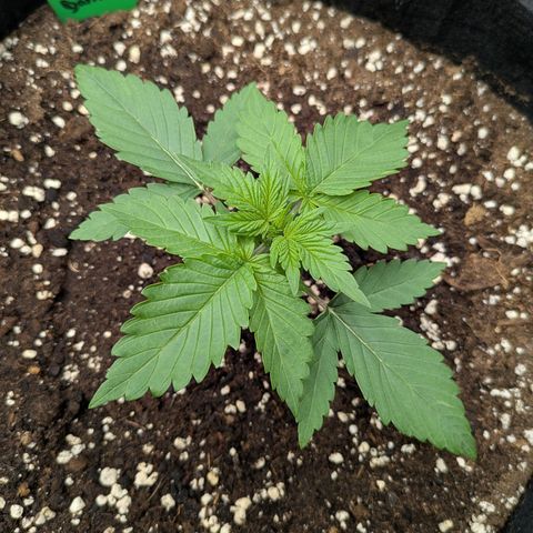 Bruce Banner Auto growlog timeline photo