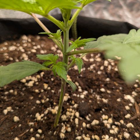 Strawberry Gorilla Auto growlog timeline photo