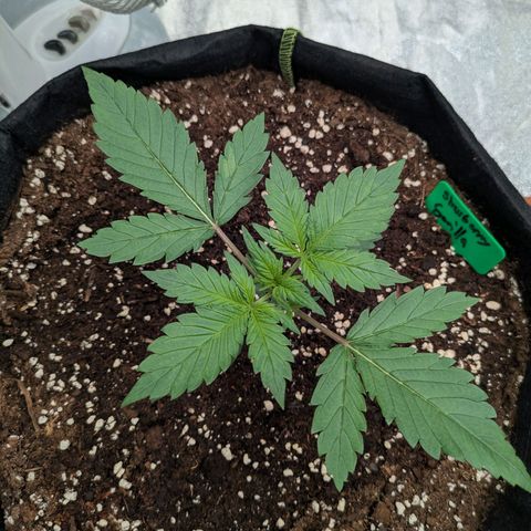Strawberry Gorilla Auto growlog timeline photo