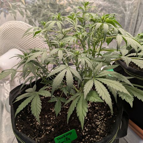 Strawberry Gorilla Auto growlog timeline photo