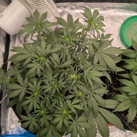 Strawberry Gorilla Auto growlog timeline photo
