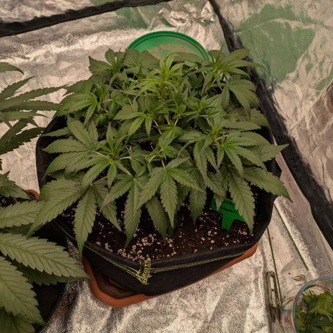 Bruce Banner Auto growlog timeline photo
