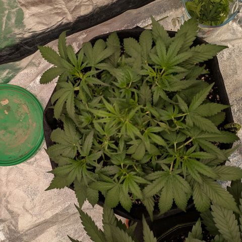 Bruce Banner Auto growlog timeline photo