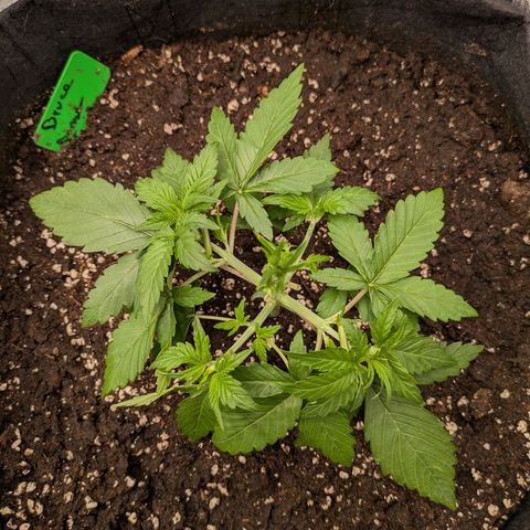 Bruce Banner Auto growlog timeline photo