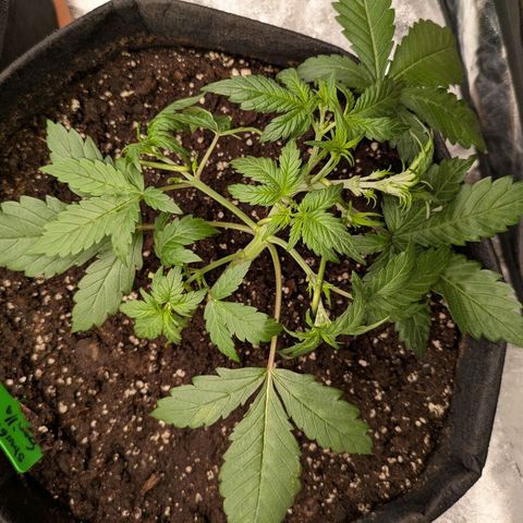 Strawberry Gorilla Auto growlog timeline photo