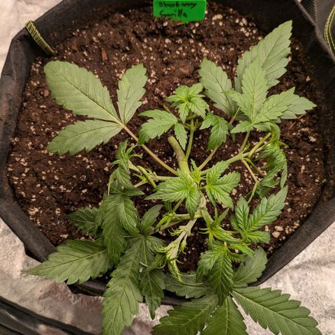 Strawberry Gorilla Auto growlog timeline photo