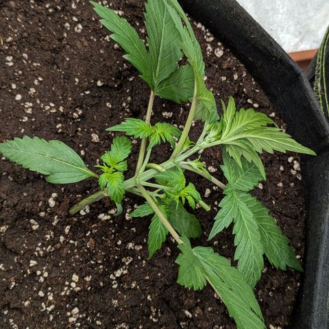 Strawberry Gorilla Auto growlog timeline photo