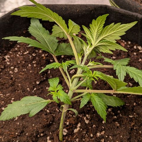 Strawberry Gorilla Auto growlog timeline photo