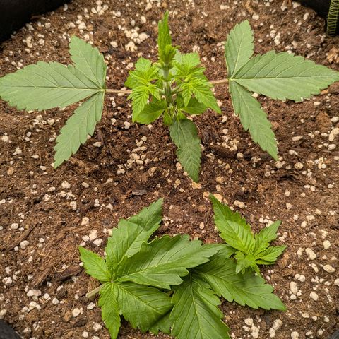 Bruce Banner Auto growlog timeline photo