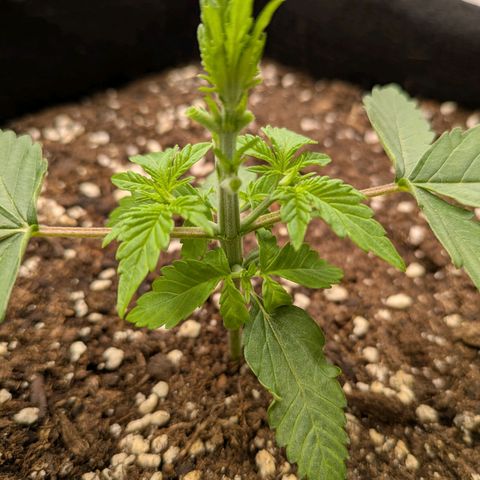 Bruce Banner Auto growlog timeline photo