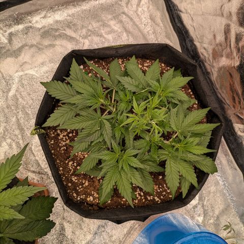 Bruce Banner Auto growlog timeline photo