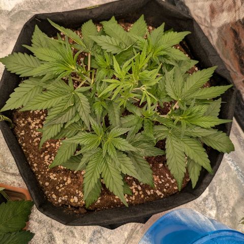 Bruce Banner Auto growlog timeline photo