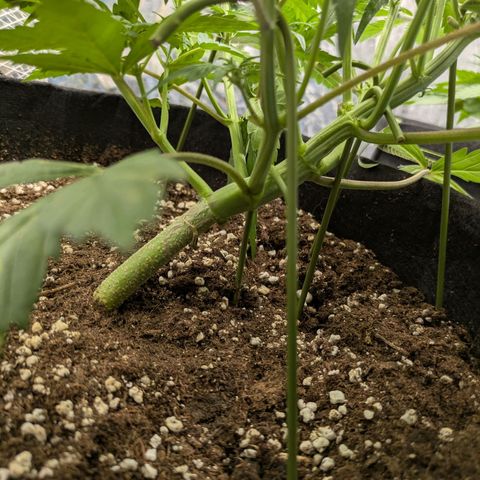 Strawberry Gorilla Auto growlog timeline photo