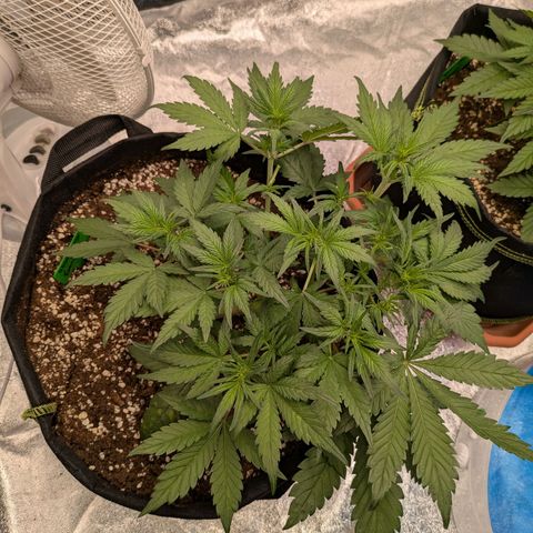 Strawberry Gorilla Auto growlog timeline photo
