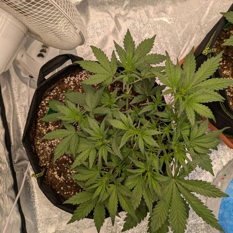 Strawberry Gorilla Auto growlog timeline photo