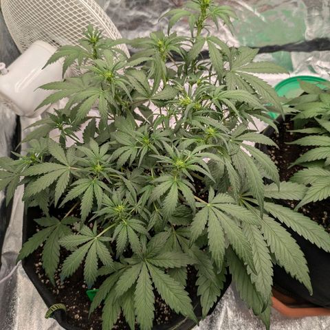 Strawberry Gorilla Auto growlog timeline photo