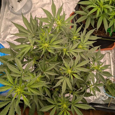 Strawberry Gorilla Auto growlog timeline photo