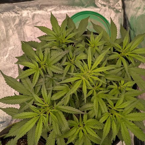 Bruce Banner Auto growlog timeline photo