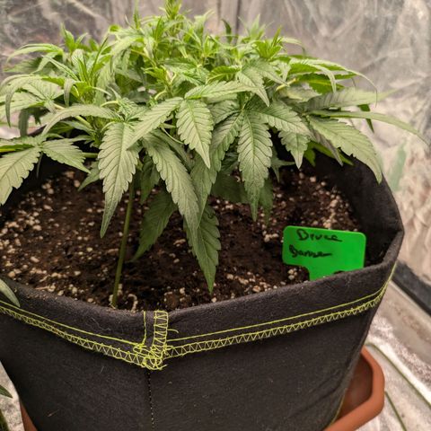 Bruce Banner Auto growlog timeline photo