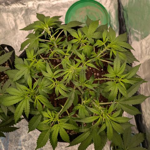 Bruce Banner Auto growlog timeline photo