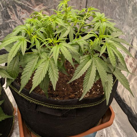 Bruce Banner Auto growlog timeline photo