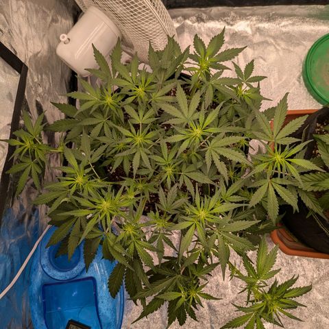 Strawberry Gorilla Auto growlog timeline photo