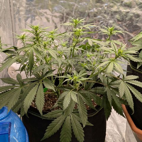 Strawberry Gorilla Auto growlog timeline photo