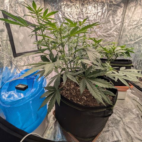 Strawberry Gorilla Auto growlog timeline photo