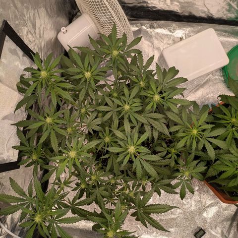 Strawberry Gorilla Auto growlog timeline photo